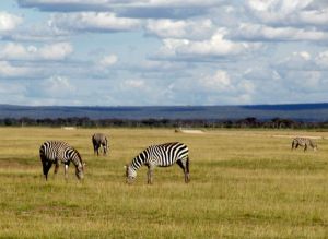 Wild_zebra_on_Kenya_countryside